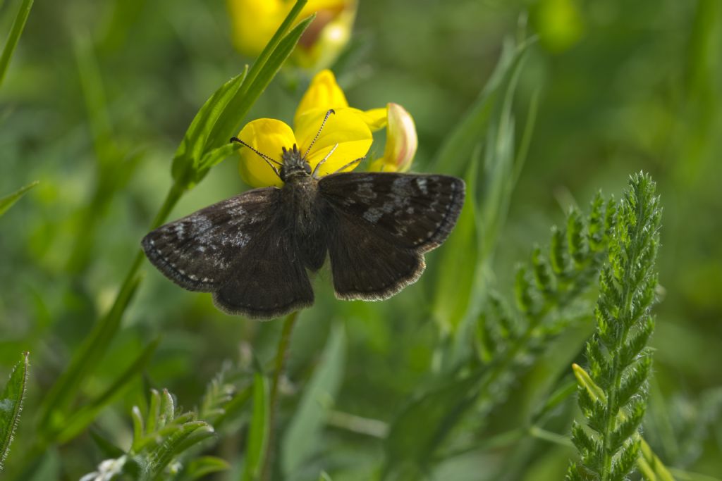 Sempre Erynnis tages?